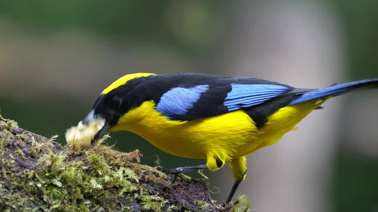 Blue-winged山唐纳雀视频素材