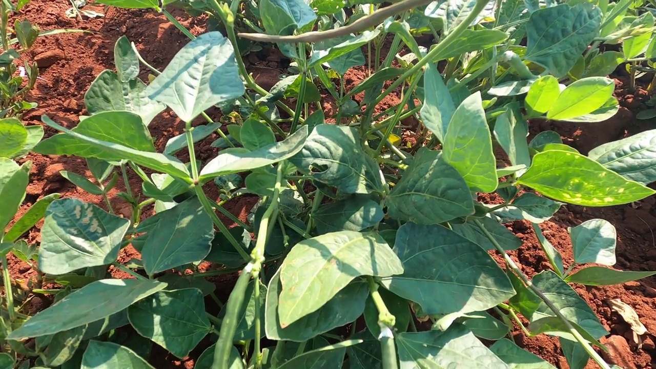 近距离观察在花生农场的黑眼豌豆植株。视频素材