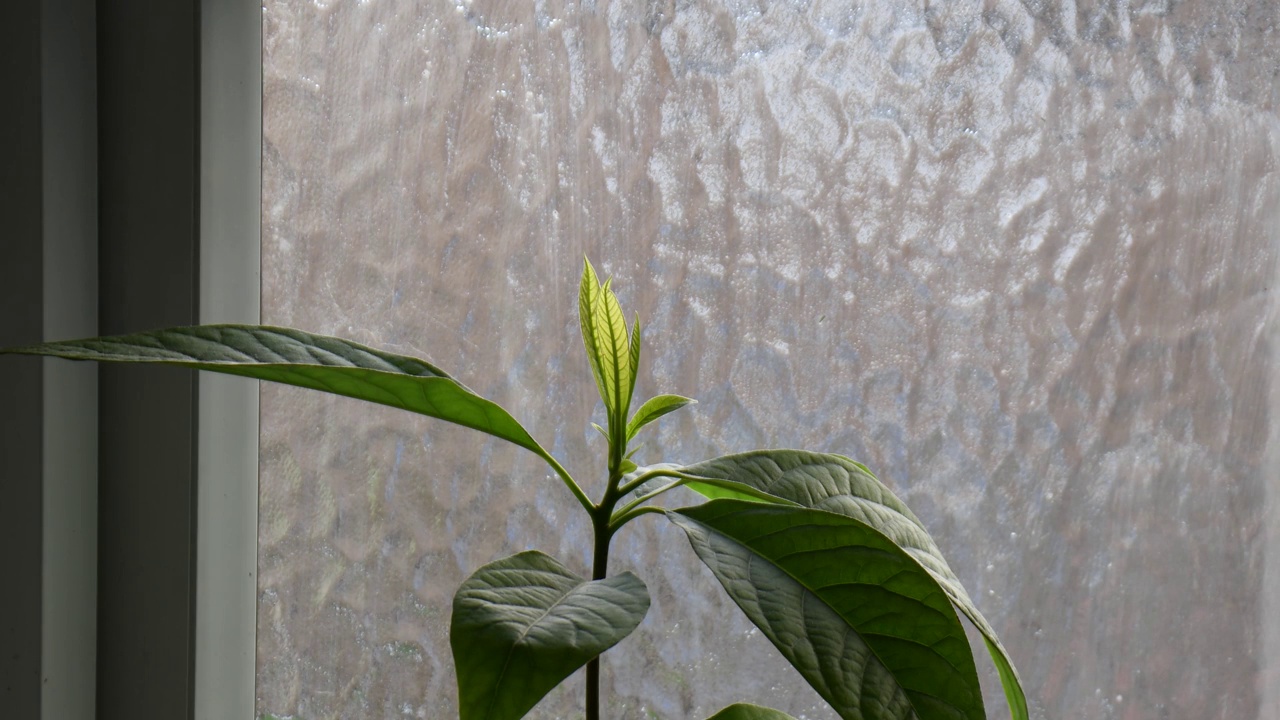 鳄梨植物的时间跨度视频素材