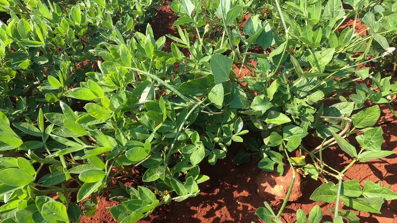 近距离观察在花生农场的黑眼豌豆植株。视频素材