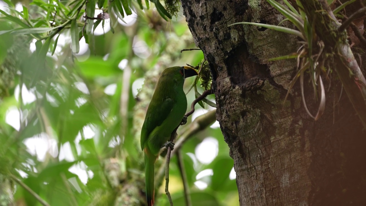 翡翠Toucanet南部视频素材