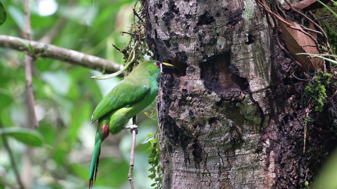 翡翠Toucanet南部视频素材