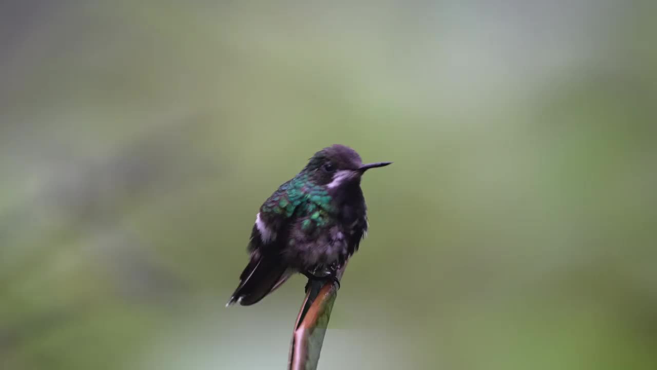 绿色Thorntail蜂鸟视频素材