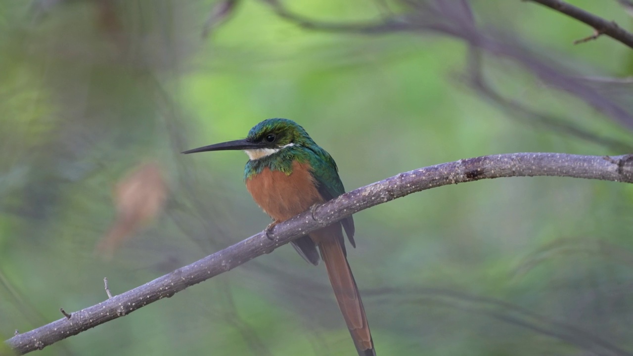 Rufous-tailed一种食虫鸟视频素材