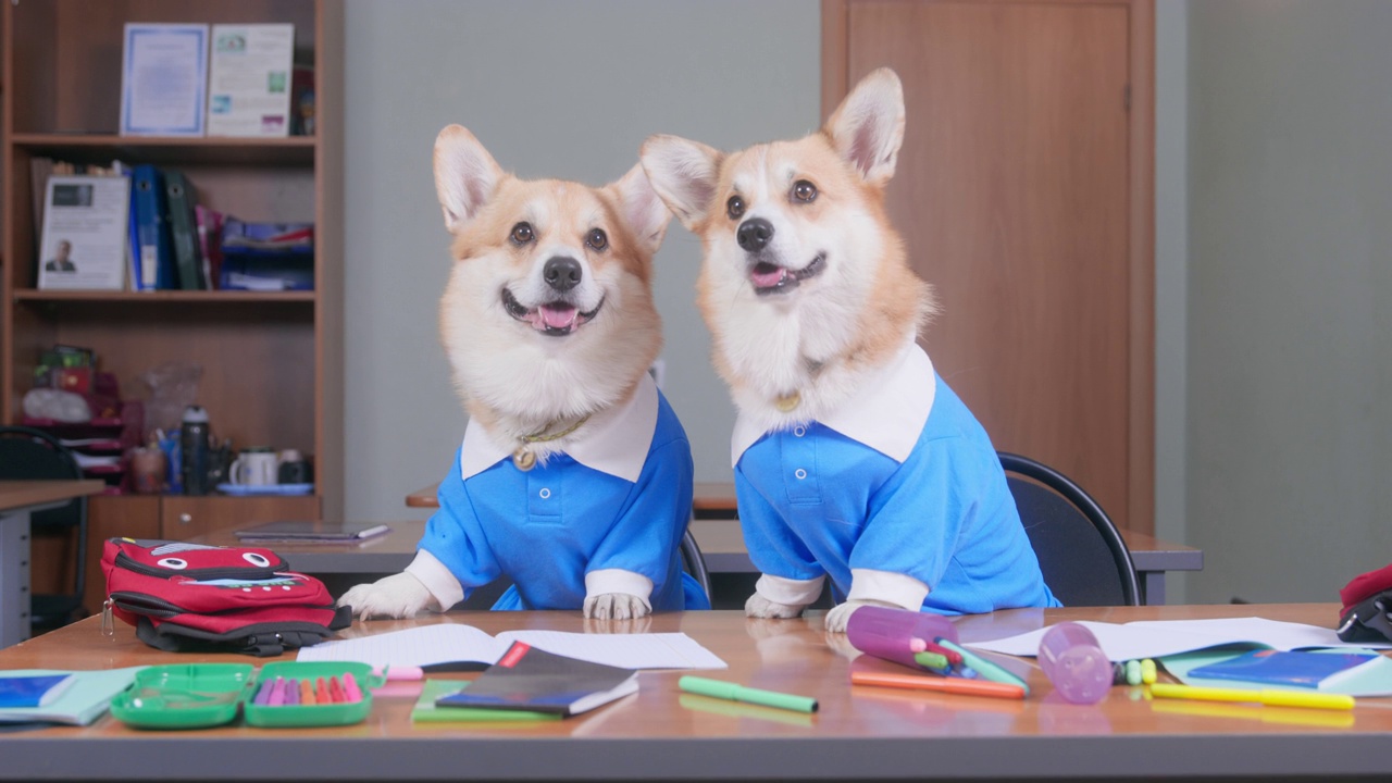 两只穿着制服的聪明的威尔士柯基犬或开襟羊毛衫狗乖乖地坐在堆满学习用品的课桌前，上课时听老师讲课视频素材