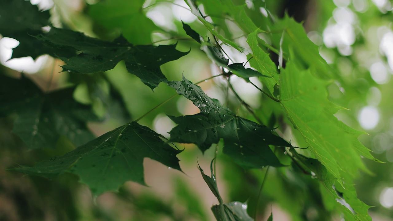 21、雨后的绿枫叶湿漉漉的。树叶的特写镜头视频素材