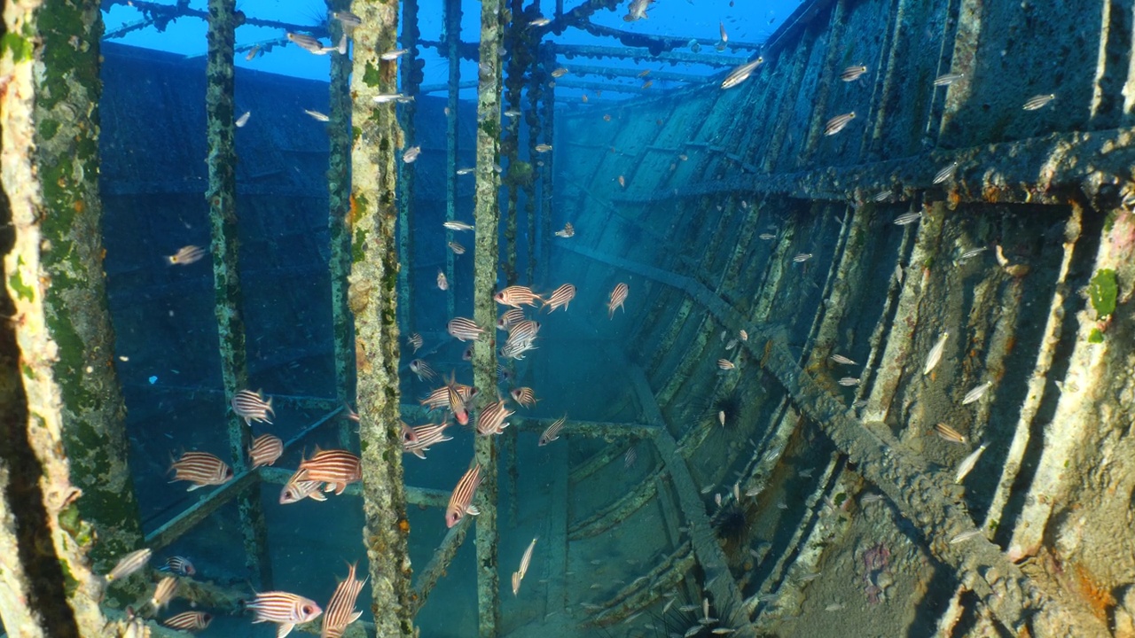 水下沉船风景，沉船金属在海底与鱼学校周围scua潜水员探索视频素材