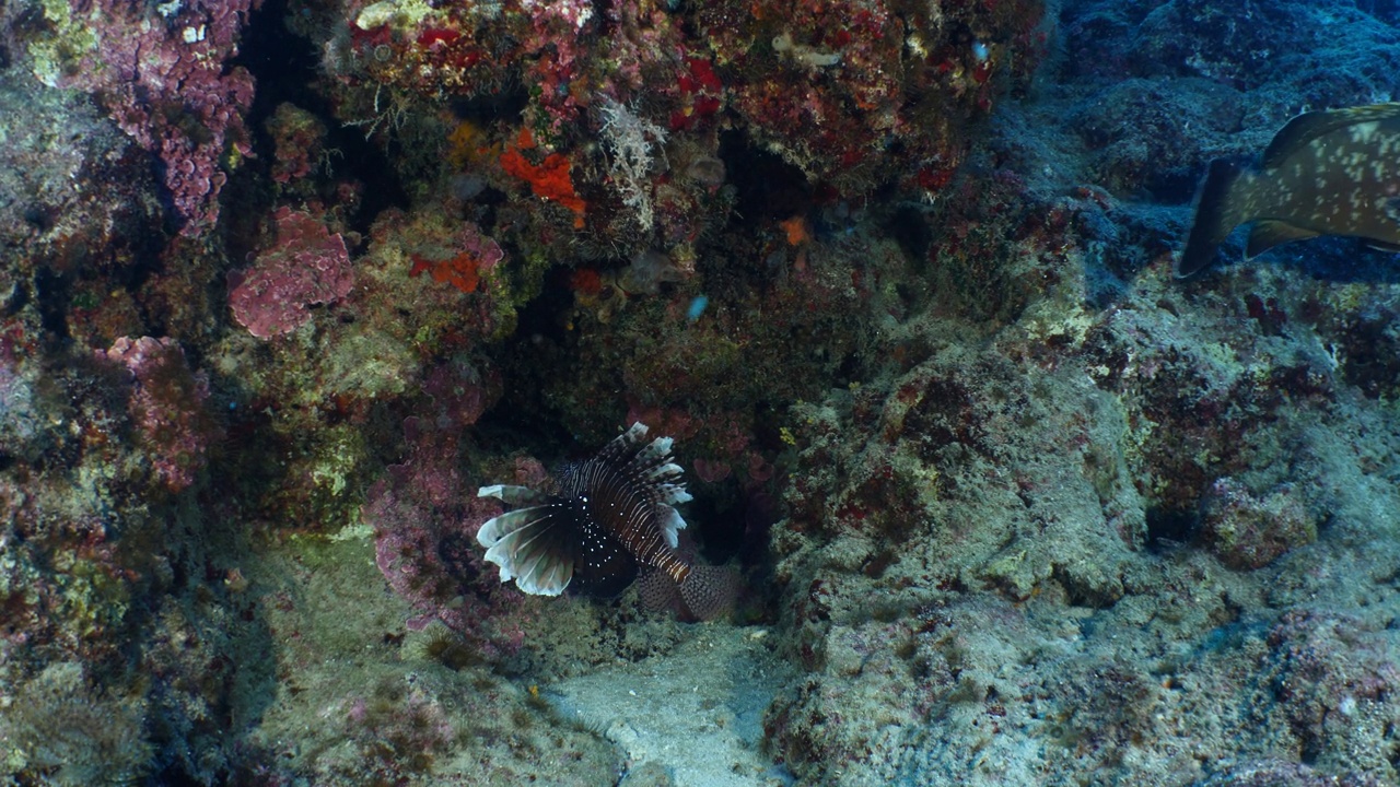 大石斑鱼游近水下巨人昏暗的石斑鱼海洋风景视频素材