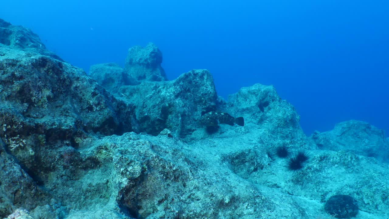 大石斑鱼游近水下巨人昏暗的石斑鱼海洋风景视频素材