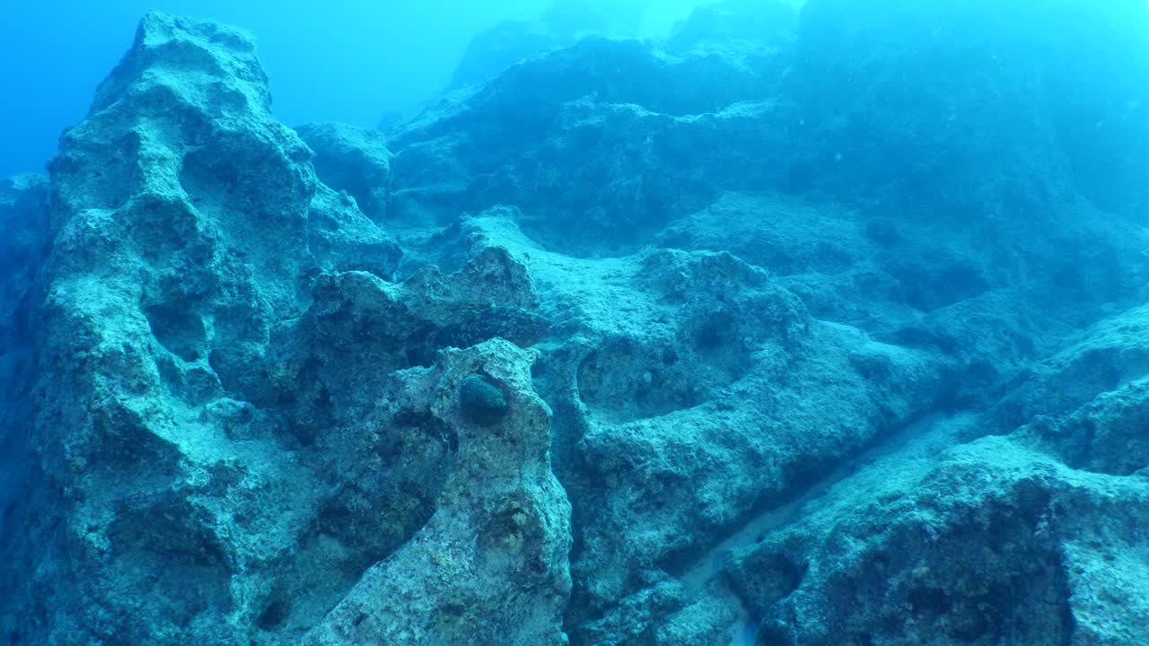 大石斑鱼游近水下巨人昏暗的石斑鱼海洋风景视频素材