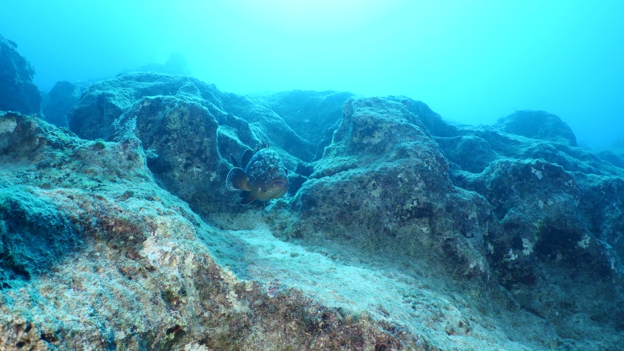 大石斑鱼游近水下巨人昏暗的石斑鱼海洋风景视频素材