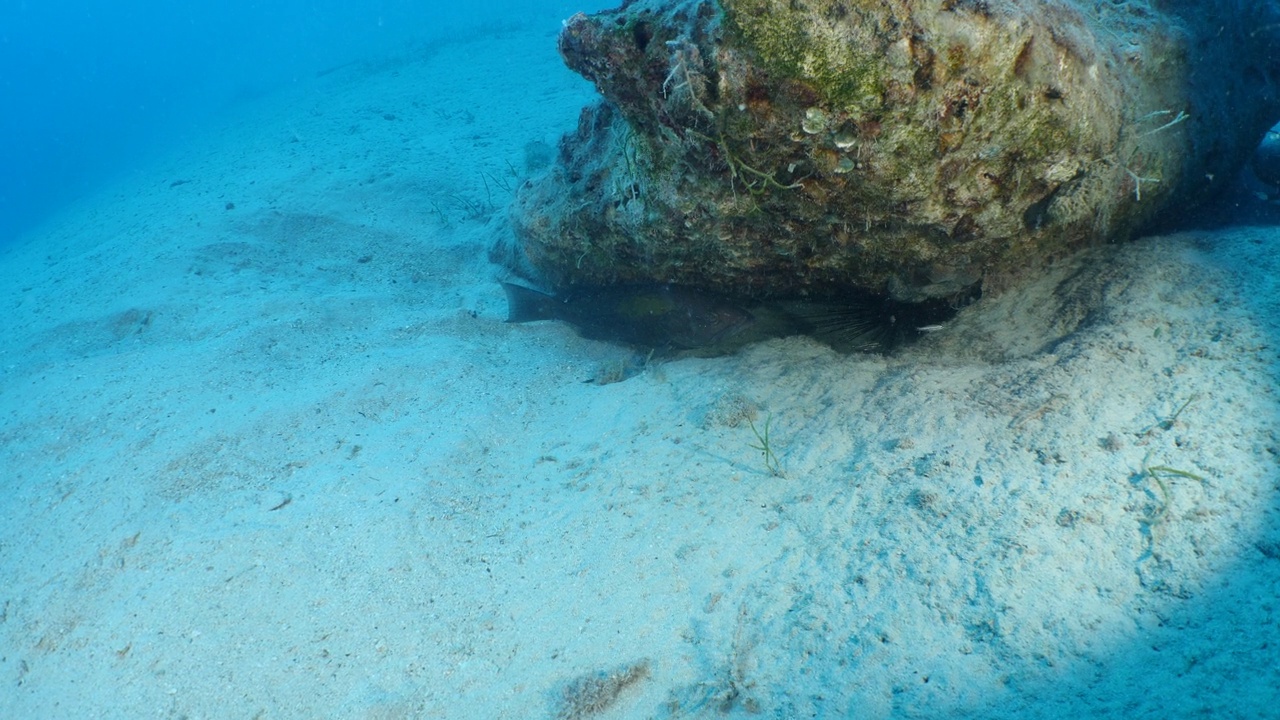 白斑石斑鱼在水下接近相机从海洋风景视频素材