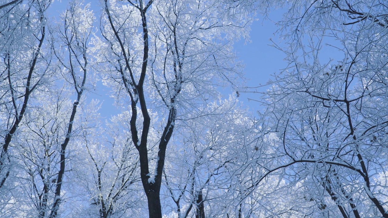 冰雪覆盖了寒冷的冬季森林视频素材