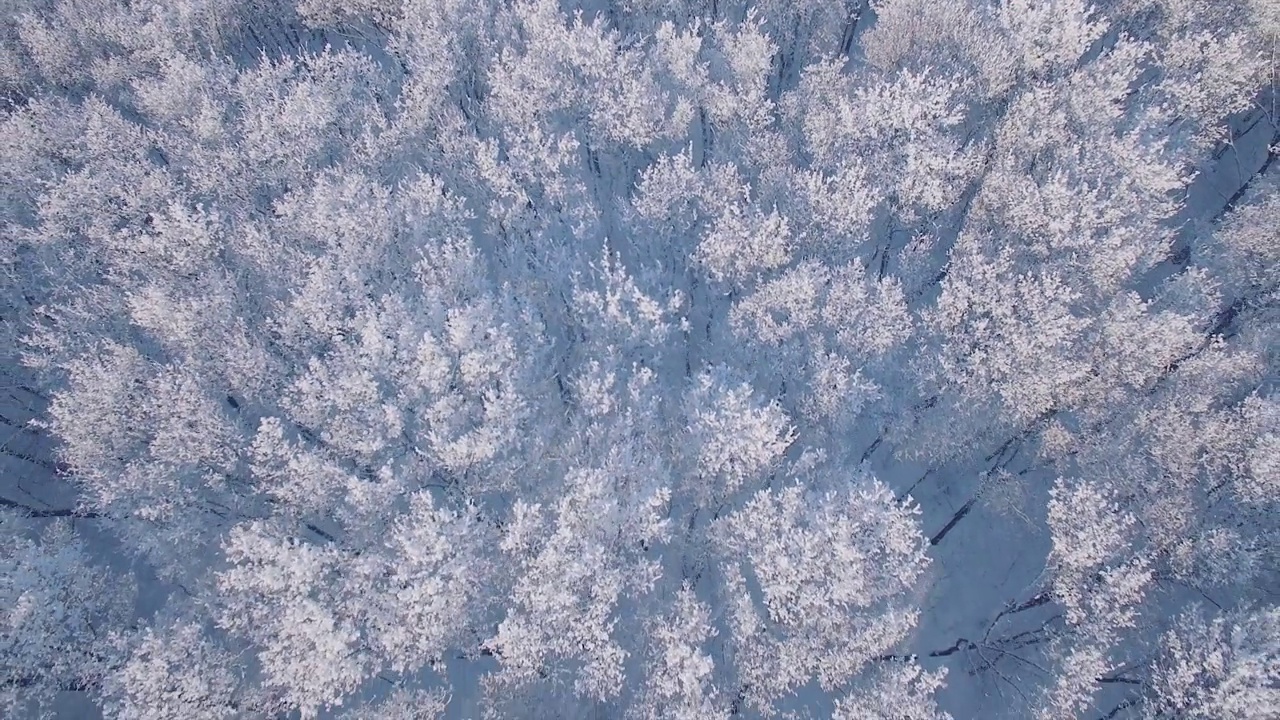 冰雪覆盖的森林冬季景观视频素材