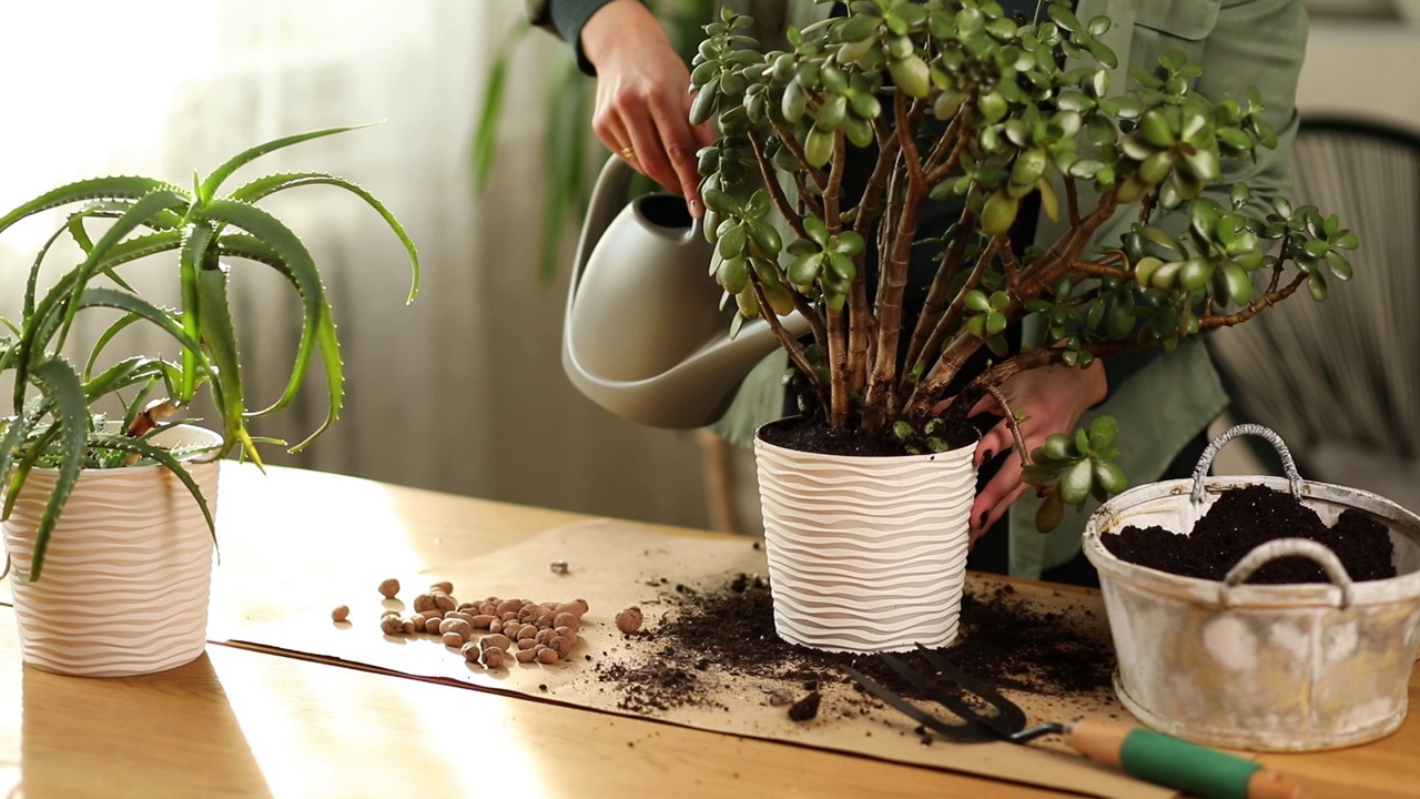 在将植物移植到新的花盆后，妇女在家里浇水视频素材