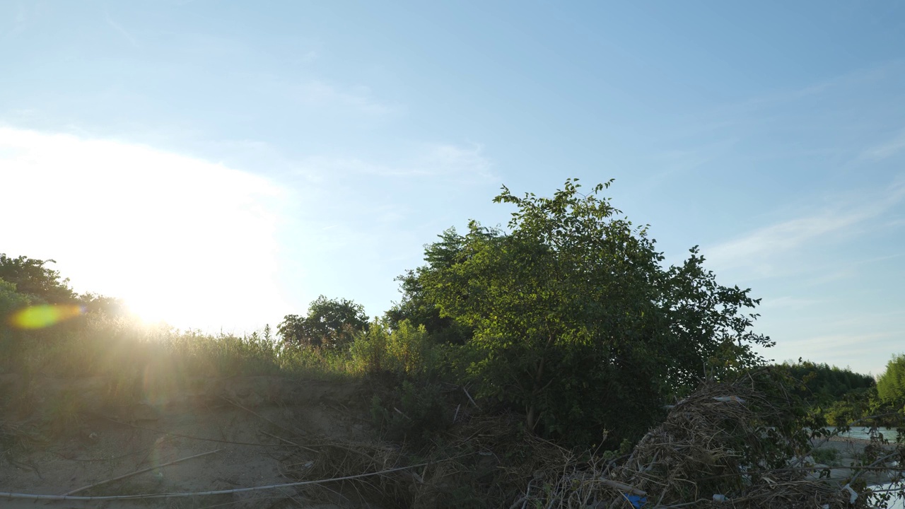 仲夏，森林被夕阳照亮视频素材