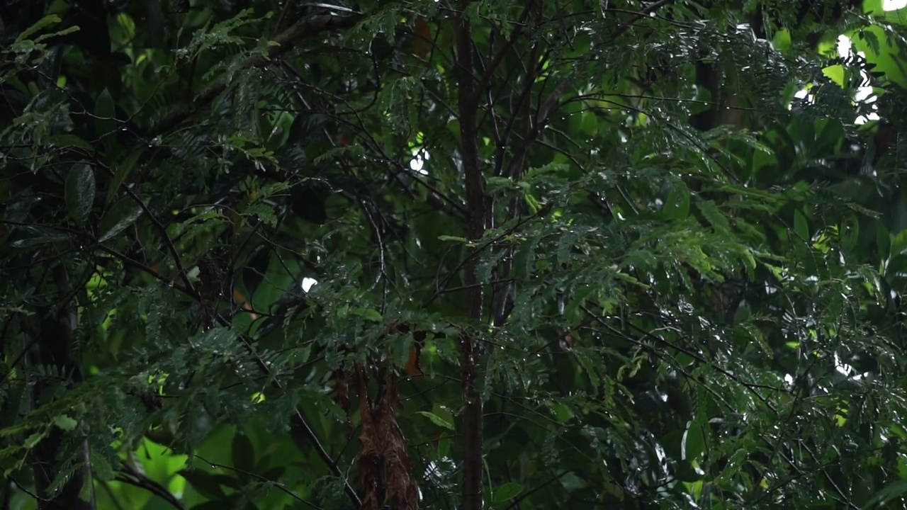 雨落在树叶上视频素材