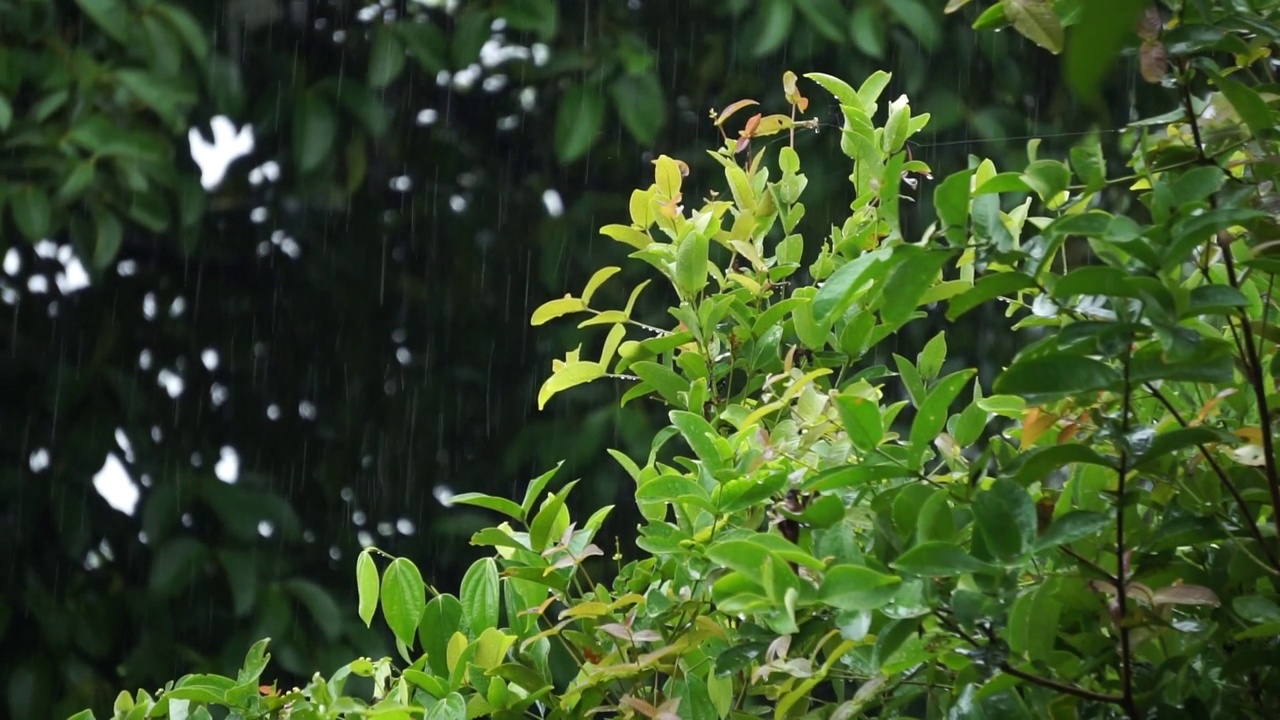 雨落在树叶上视频素材