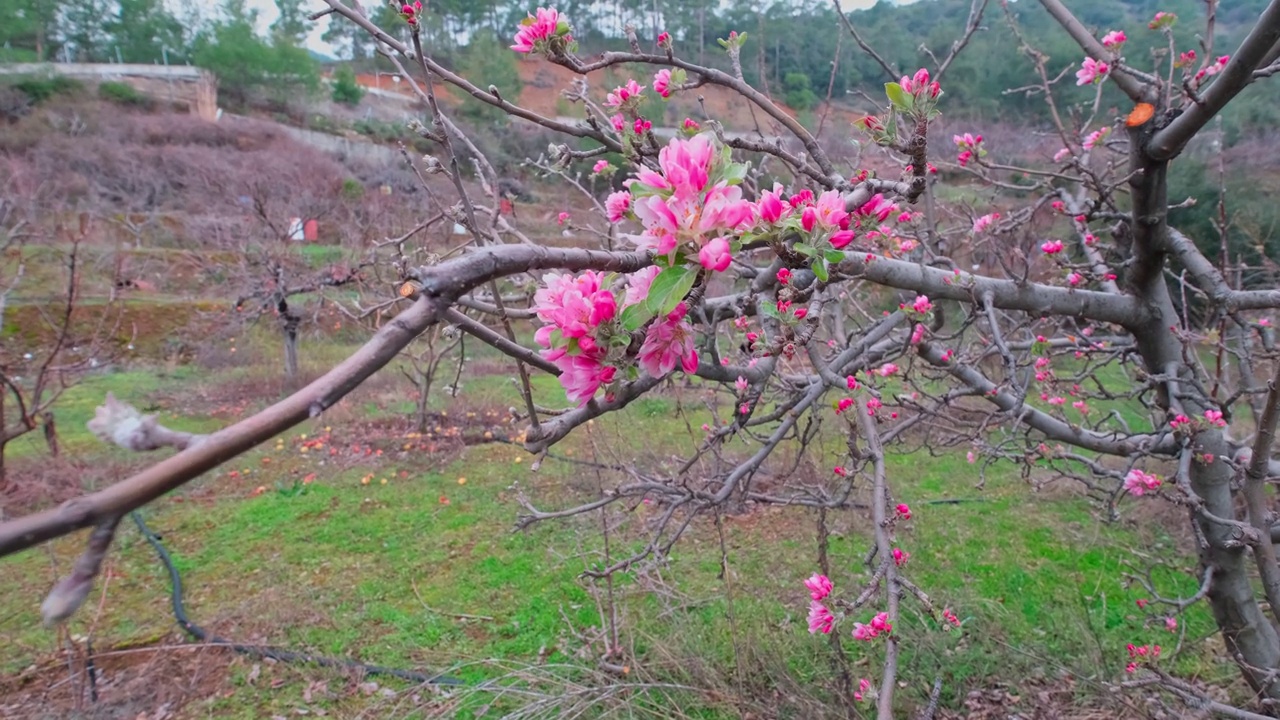 粉红色的苹果花和蘑菇，在早春模糊背景的特写视频素材