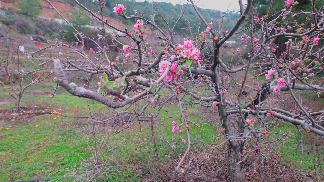 粉红色的苹果花和蘑菇，在早春模糊背景的特写视频素材