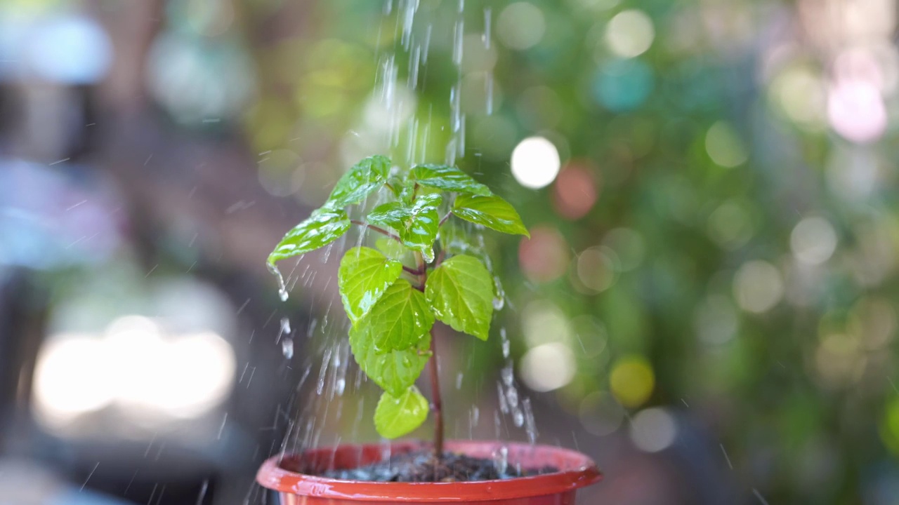 用水壶给植物浇水视频素材