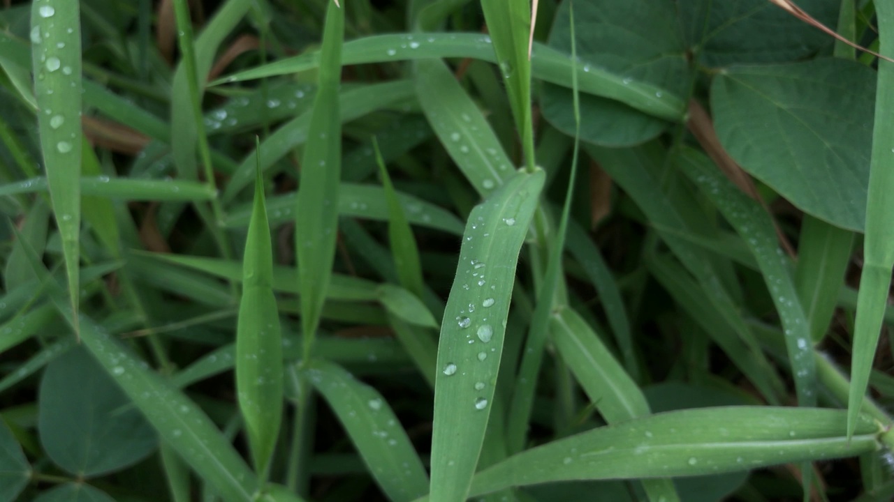 雨滴视频素材