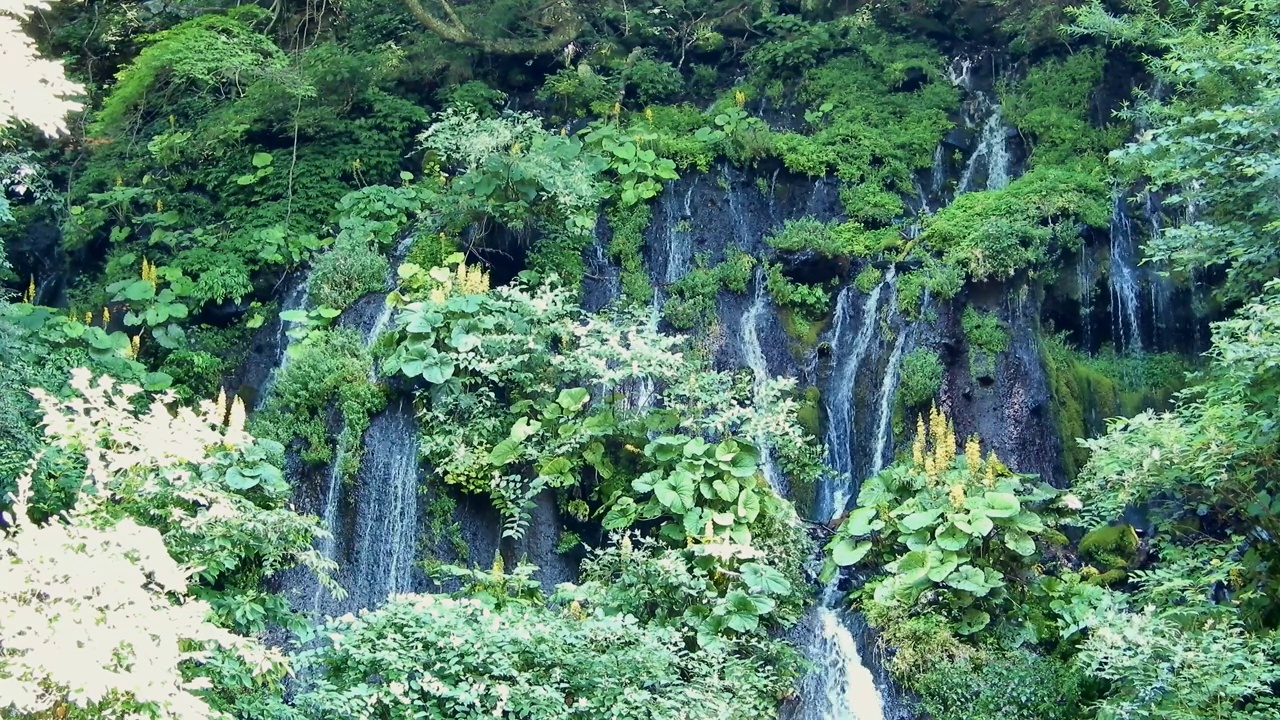 瀑布沿岩面而下，绿油油的景色视频下载