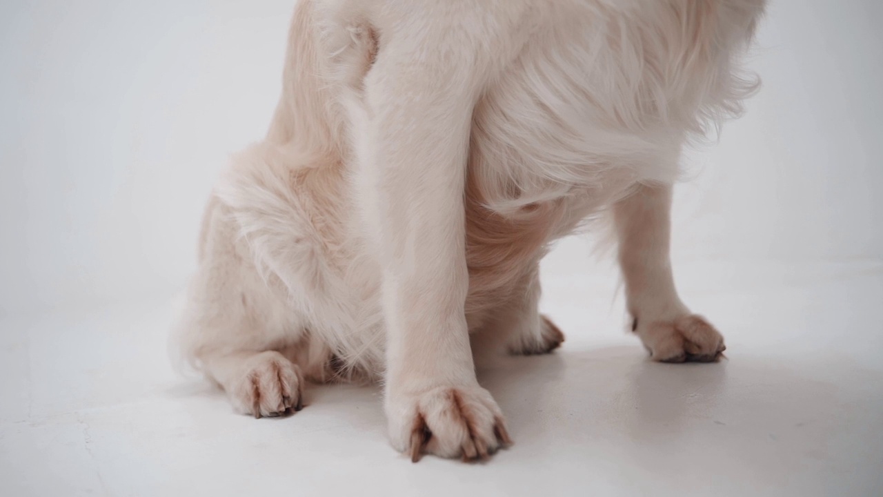 白色拉布拉多犬的爪子俯视图，白色寻回犬的腿的特写。慢动作视频素材