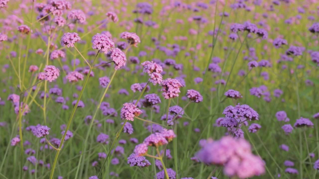 粉红色的花朵视频素材