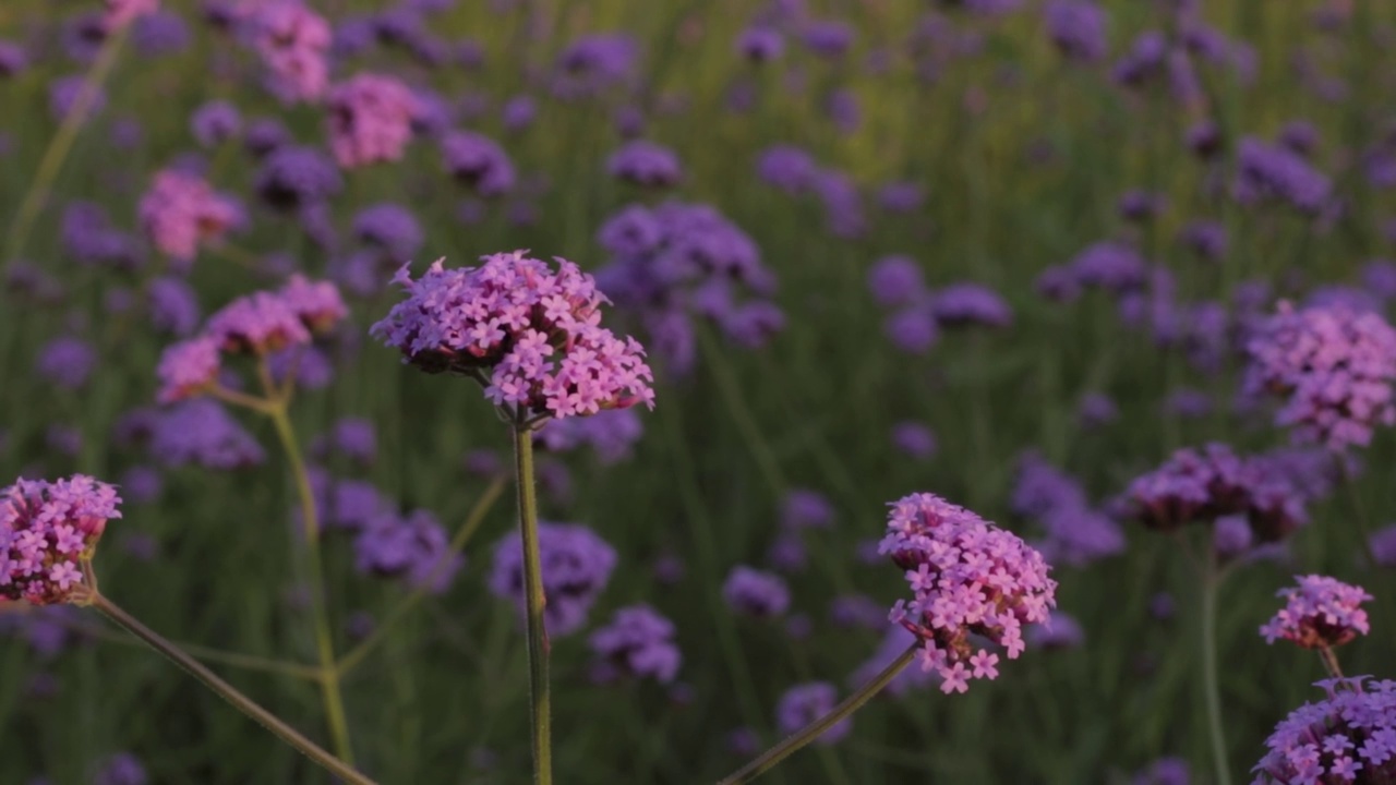 夏日紫花视频素材