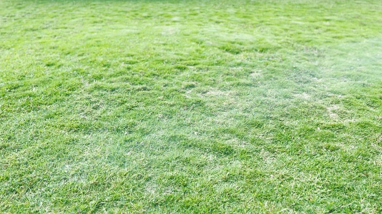 草被浇过了。给花园里的草浇水。视频素材