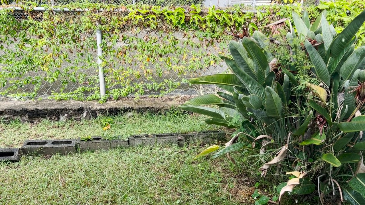 花园里的雨水。雨水滴。视频素材