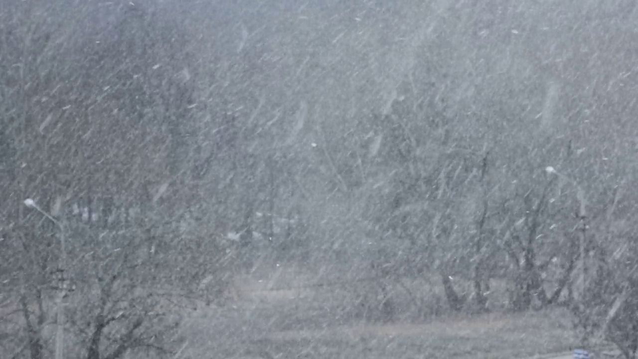 冬季森林的背景上的大雪，暴风雪，暴风雪视频素材