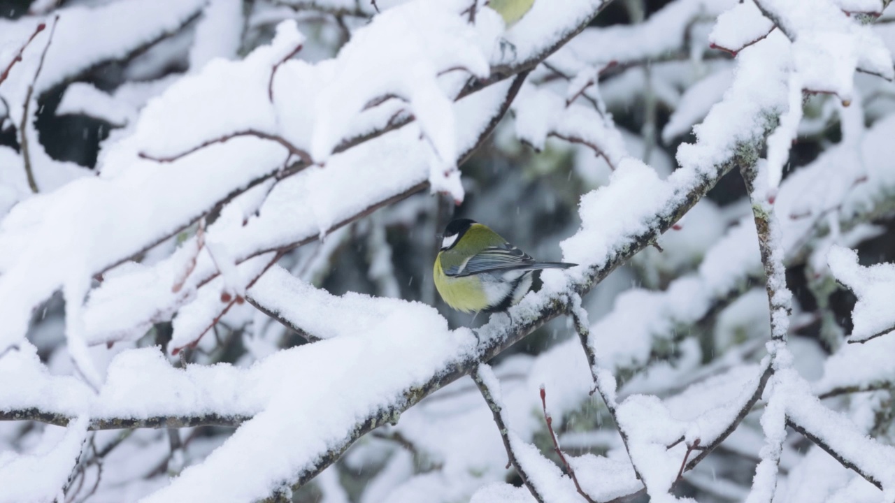 冬天的森林中央，大山雀栖息在一根被雪覆盖的树枝上视频素材