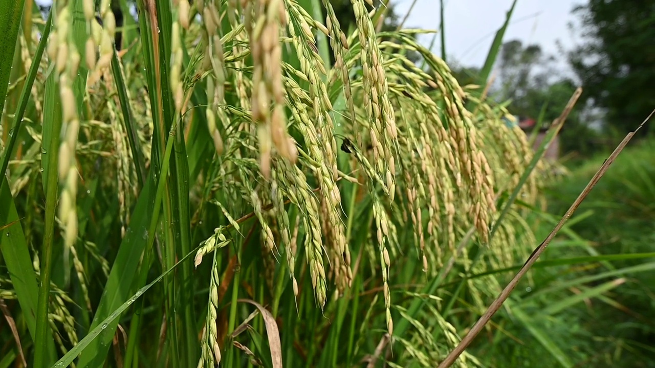 特写一束成熟的绿色黄色水稻植物和谷物生长在农田中远离焦点的绿色棕色背景。视频下载