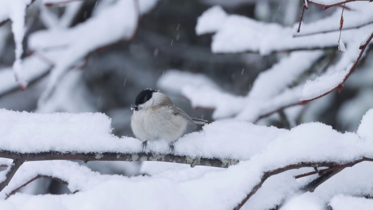 沼泽山雀栖息在白雪皑皑的树枝上，飞走了视频素材