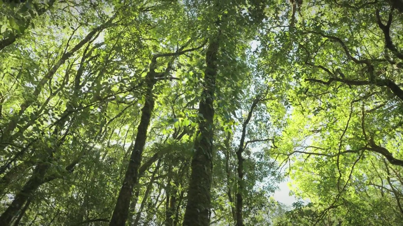 在早晨的阳光下，从下往上看到郁郁葱葱的绿色树叶。春夏背景。视频素材