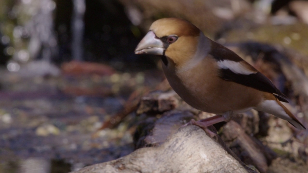 Hawfinch，特写镜头，coccothres, coccothres视频素材