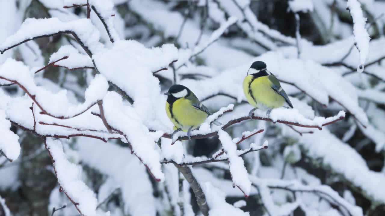 冬天的森林中央，大山雀栖息在一根被雪覆盖的树枝上视频素材