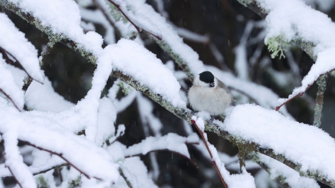 雪树中间的小沼泽山雀视频素材