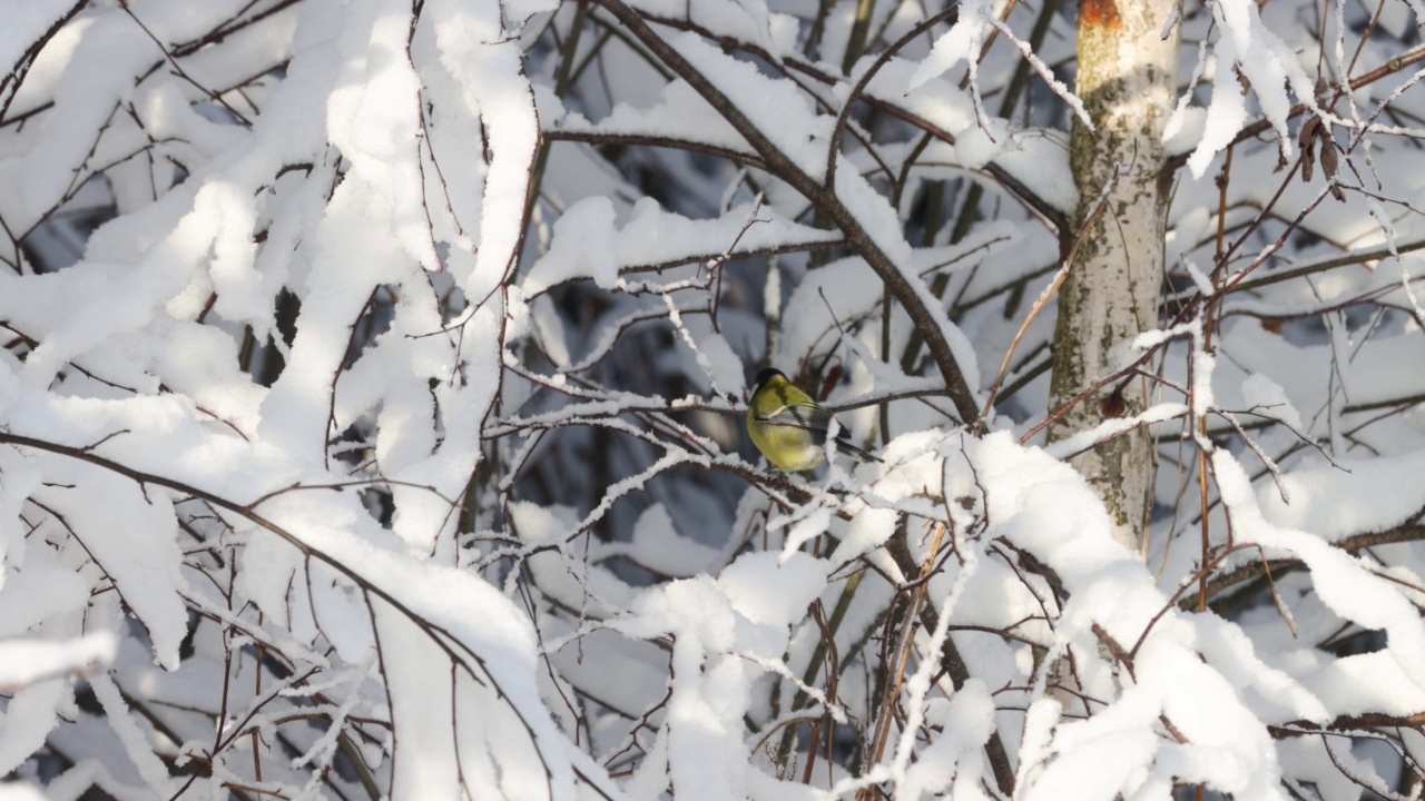 在寒冷的北方针叶林中央，栖息在积雪的树枝上的大山雀视频素材