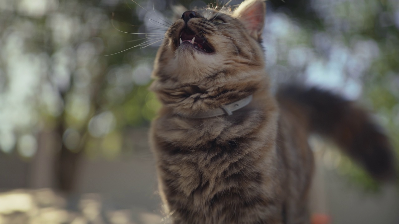 家里花园里一只可爱的猫的4k视频片段视频素材