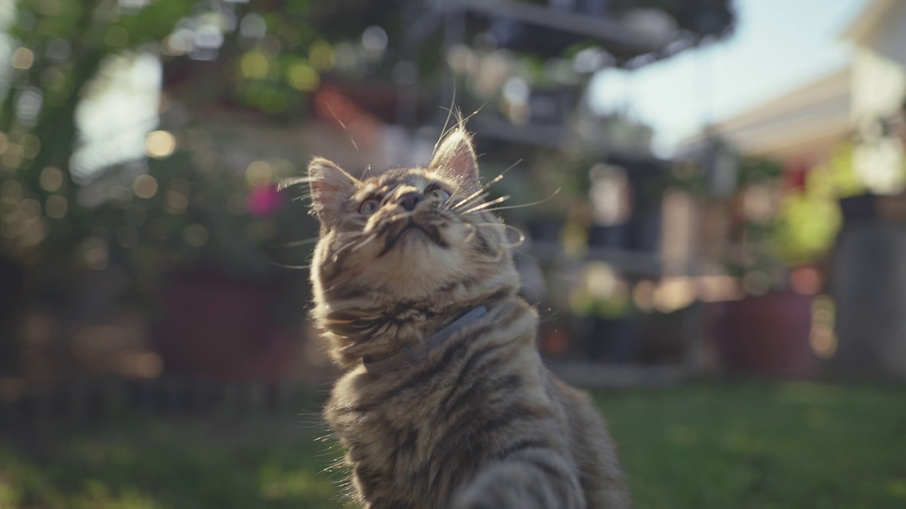 一个4k的视频片段，一只可爱的猫在家里的花园里玩一根绳子视频素材