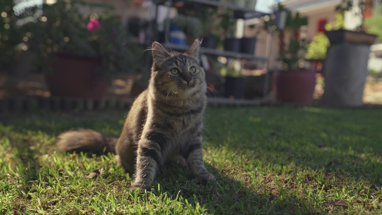 一个4k的视频片段，一只可爱的猫在家里的花园里玩一根绳子视频素材