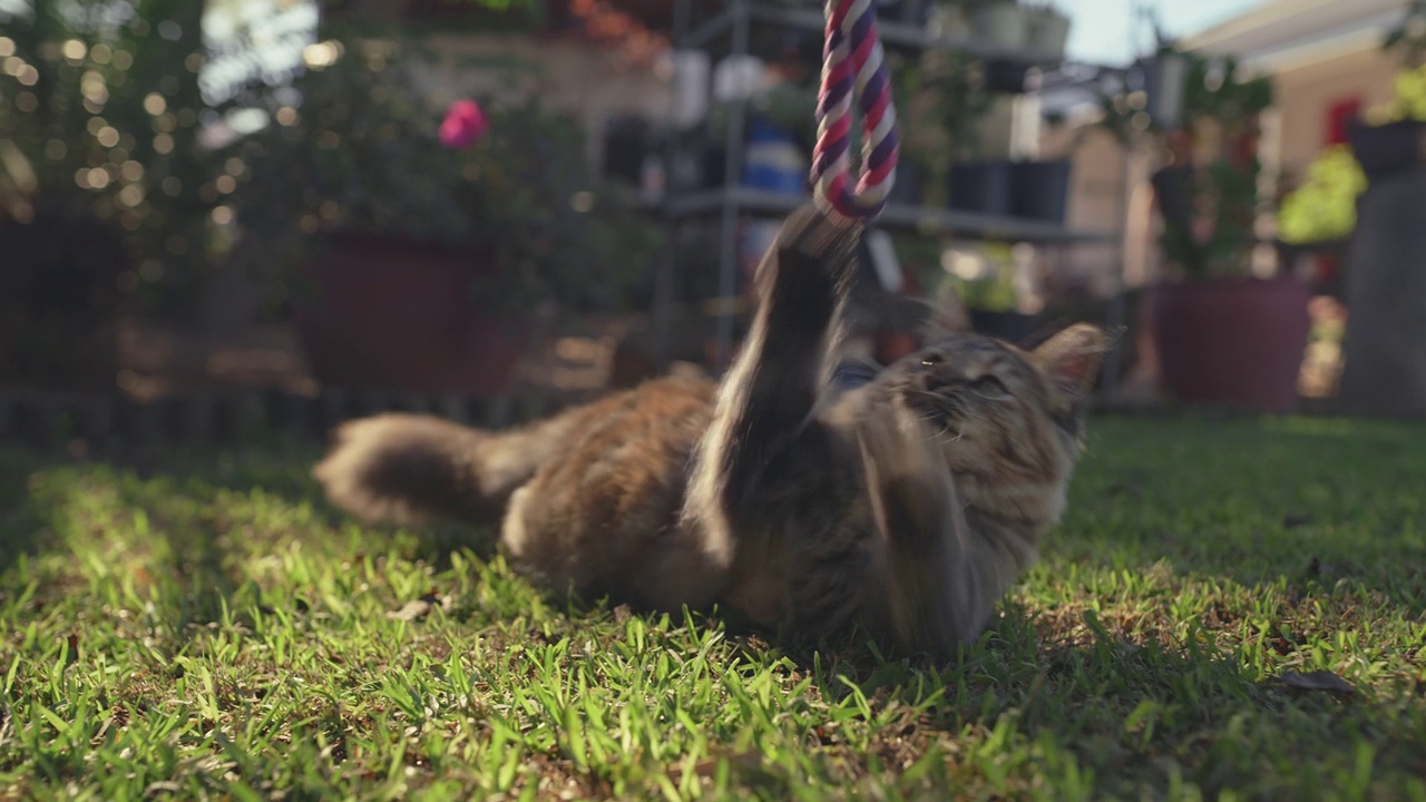 一个4k的视频片段，一只可爱的猫在家里的花园里玩一根绳子视频素材