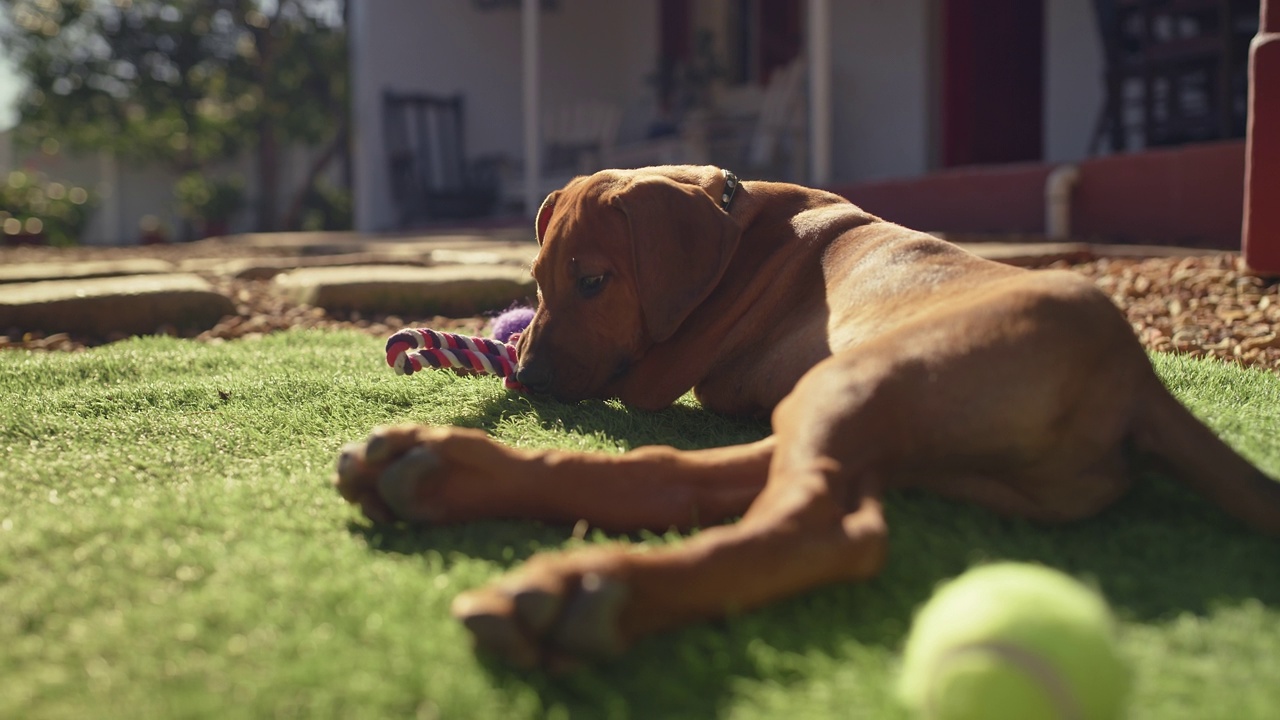 一个可爱的脊背犬在家里的花园里玩耍的4k视频片段视频素材