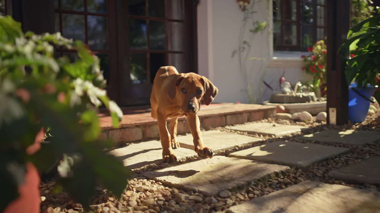 一个可爱的脊背犬在家里的花园里玩耍的4k视频片段视频素材