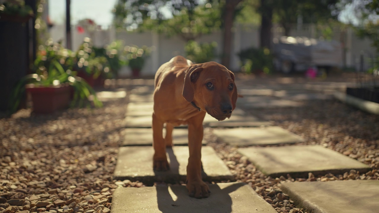 一个可爱的脊背犬在家里的花园里玩耍的4k视频片段视频素材