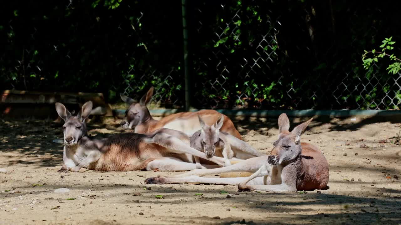 红袋鼠，Macropus rufus是所有袋鼠中最大的视频素材