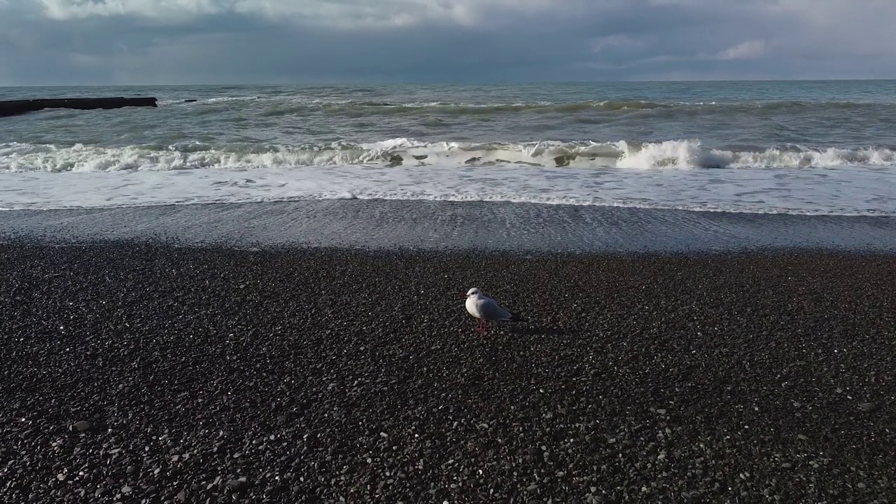 海鸥视频下载